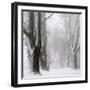 White Avenue-Franz Bogner-Framed Photographic Print