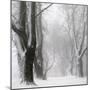 White Avenue-Franz Bogner-Mounted Photographic Print