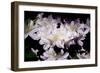 White Azhalias, 2018-Helen White-Framed Giclee Print