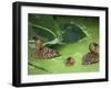 White Backed Ducks with Chick, Belgium, Native to Africa-Philippe Clement-Framed Photographic Print