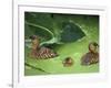 White Backed Ducks with Chick, Belgium, Native to Africa-Philippe Clement-Framed Photographic Print