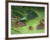 White Backed Ducks with Chick, Belgium, Native to Africa-Philippe Clement-Framed Photographic Print