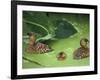 White Backed Ducks with Chick, Belgium, Native to Africa-Philippe Clement-Framed Photographic Print