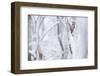 White-backed woodpecker perched on snow-covered branch-Staffan Widstrand-Framed Photographic Print