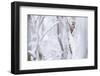 White-backed woodpecker perched on snow-covered branch-Staffan Widstrand-Framed Photographic Print