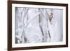 White-backed woodpecker perched on snow-covered branch-Staffan Widstrand-Framed Photographic Print