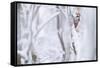 White-backed woodpecker perched on snow-covered branch-Staffan Widstrand-Framed Stretched Canvas