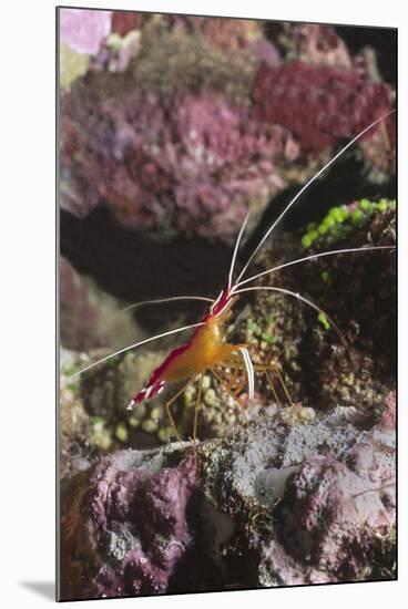 White-Banded Cleaner Shrimp-Hal Beral-Mounted Premium Photographic Print