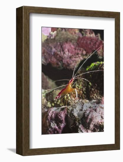 White-Banded Cleaner Shrimp-Hal Beral-Framed Photographic Print
