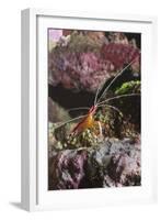 White-Banded Cleaner Shrimp-Hal Beral-Framed Photographic Print