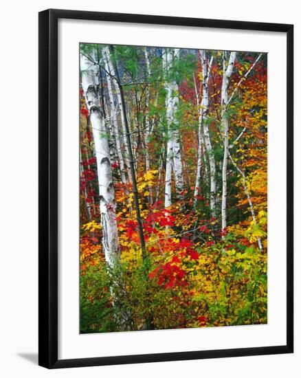 White Barks And Colorful Leaves, New Hampshire-George Oze-Framed Photographic Print