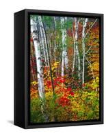 White Barks And Colorful Leaves, New Hampshire-George Oze-Framed Stretched Canvas