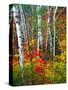 White Barks And Colorful Leaves, New Hampshire-George Oze-Stretched Canvas