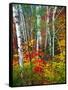 White Barks And Colorful Leaves, New Hampshire-George Oze-Framed Stretched Canvas