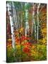 White Barks And Colorful Leaves, New Hampshire-George Oze-Stretched Canvas