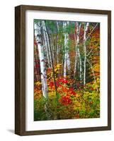 White Barks And Colorful Leaves, New Hampshire-George Oze-Framed Photographic Print