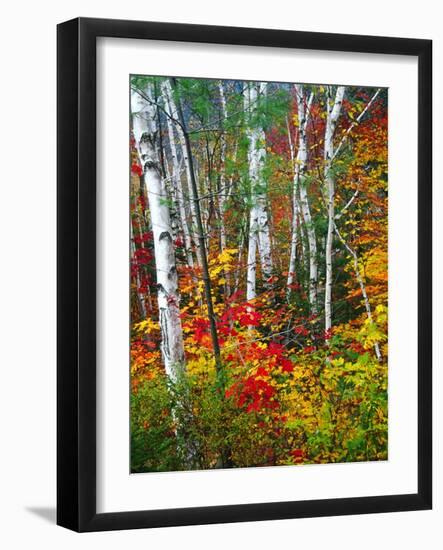 White Barks And Colorful Leaves, New Hampshire-George Oze-Framed Photographic Print