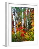 White Barks And Colorful Leaves, New Hampshire-George Oze-Framed Photographic Print