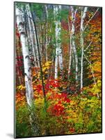 White Barks And Colorful Leaves, New Hampshire-George Oze-Mounted Photographic Print