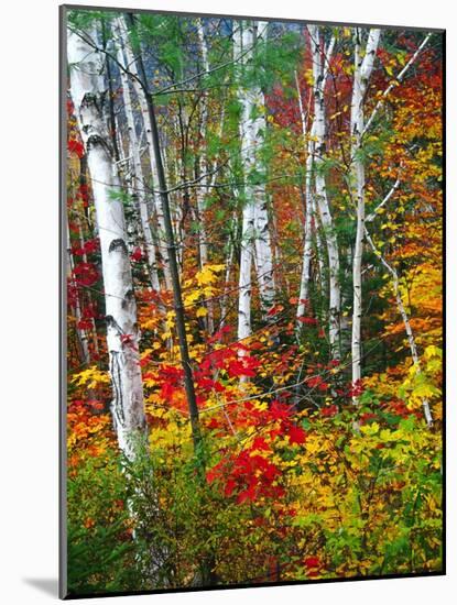 White Barks And Colorful Leaves, New Hampshire-George Oze-Mounted Photographic Print