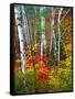 White Barks And Colorful Leaves, New Hampshire-George Oze-Framed Stretched Canvas