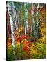 White Barks And Colorful Leaves, New Hampshire-George Oze-Stretched Canvas