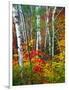 White Barks And Colorful Leaves, New Hampshire-George Oze-Framed Photographic Print