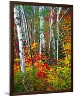 White Barks And Colorful Leaves, New Hampshire-George Oze-Framed Photographic Print