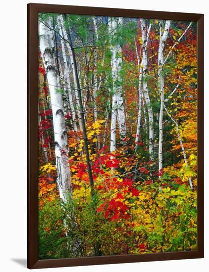 White Barks And Colorful Leaves, New Hampshire-George Oze-Framed Photographic Print