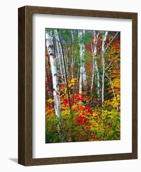 White Barks And Colorful Leaves, New Hampshire-George Oze-Framed Photographic Print