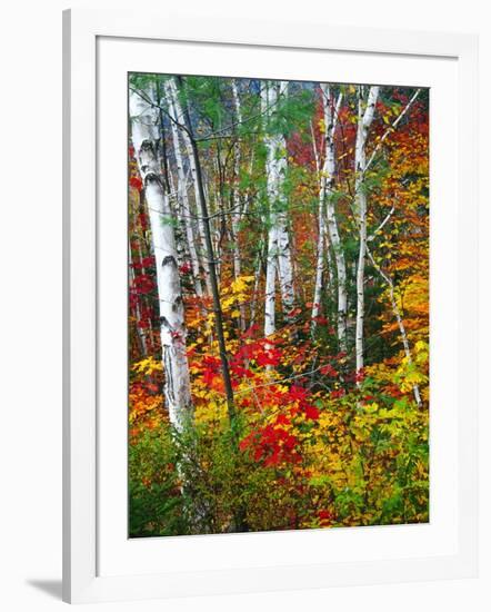 White Barks And Colorful Leaves, New Hampshire-George Oze-Framed Photographic Print