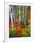 White Barks And Colorful Leaves, New Hampshire-George Oze-Framed Photographic Print