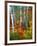 White Barks And Colorful Leaves, New Hampshire-George Oze-Framed Photographic Print