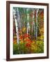 White Barks And Colorful Leaves, New Hampshire-George Oze-Framed Photographic Print