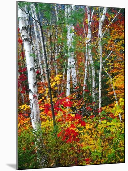 White Barks And Colorful Leaves, New Hampshire-George Oze-Mounted Photographic Print