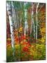 White Barks And Colorful Leaves, New Hampshire-George Oze-Mounted Photographic Print