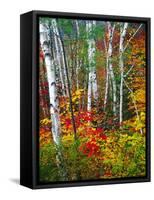 White Barks And Colorful Leaves, New Hampshire-George Oze-Framed Stretched Canvas