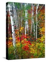 White Barks And Colorful Leaves, New Hampshire-George Oze-Stretched Canvas