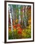 White Barks And Colorful Leaves, New Hampshire-George Oze-Framed Photographic Print