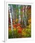 White Barks And Colorful Leaves, New Hampshire-George Oze-Framed Photographic Print