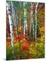 White Barks And Colorful Leaves, New Hampshire-George Oze-Mounted Photographic Print