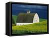 White Barn and Canola Field-Darrell Gulin-Framed Stretched Canvas