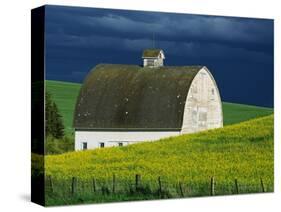 White Barn and Canola Field-Darrell Gulin-Stretched Canvas