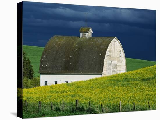 White Barn and Canola Field-Darrell Gulin-Stretched Canvas