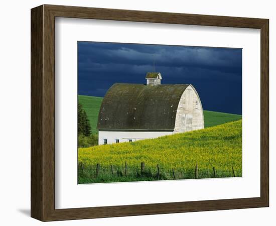 White Barn and Canola Field-Darrell Gulin-Framed Premium Photographic Print