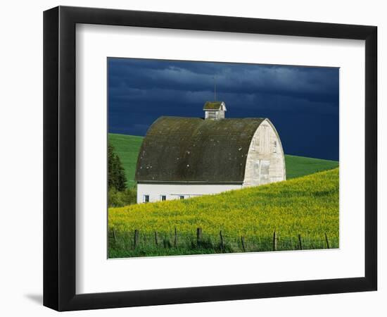 White Barn and Canola Field-Darrell Gulin-Framed Premium Photographic Print