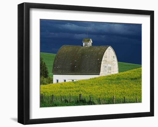 White Barn and Canola Field-Darrell Gulin-Framed Photographic Print