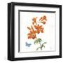 White Barn Flowers VII Sq-Sue Schlabach-Framed Art Print