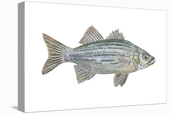 White Bass (Roccus Chrysops), Fishes-Encyclopaedia Britannica-Stretched Canvas