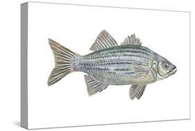 White Bass (Roccus Chrysops), Fishes-Encyclopaedia Britannica-Stretched Canvas